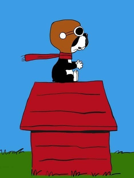 Kunstdruck Boston Terrier, fliegendes Ass, Hund für den Großhandel von Brian Rubenacker studios