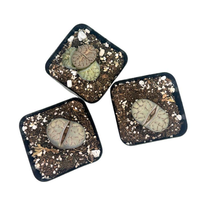 Flow State - Wholesale Live Plant - 2" Lithops - Living Stone Plant (Lithops spp.) – Houseplant0