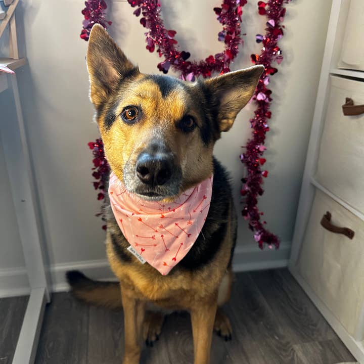 Bark ‘nd Blue - Wholesale Pet Bandana - Dog - Cupid Valentines Scrunchie Bandana (Copy)2