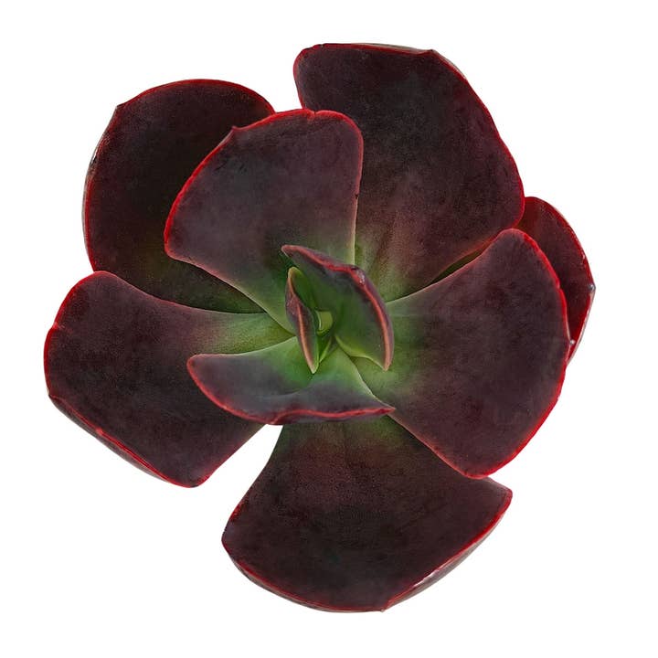 Echeveria 'Hanaikada' Succulent 2" Grower Pot for wholesale by Best Plant Friend