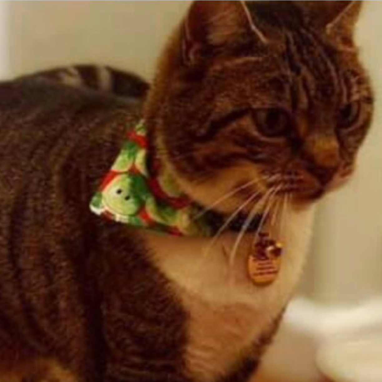 Storms Style - Vente Bandana – chien - Bandanas pour animaux de compagnie Christmas Sprouts - Chien et chat3