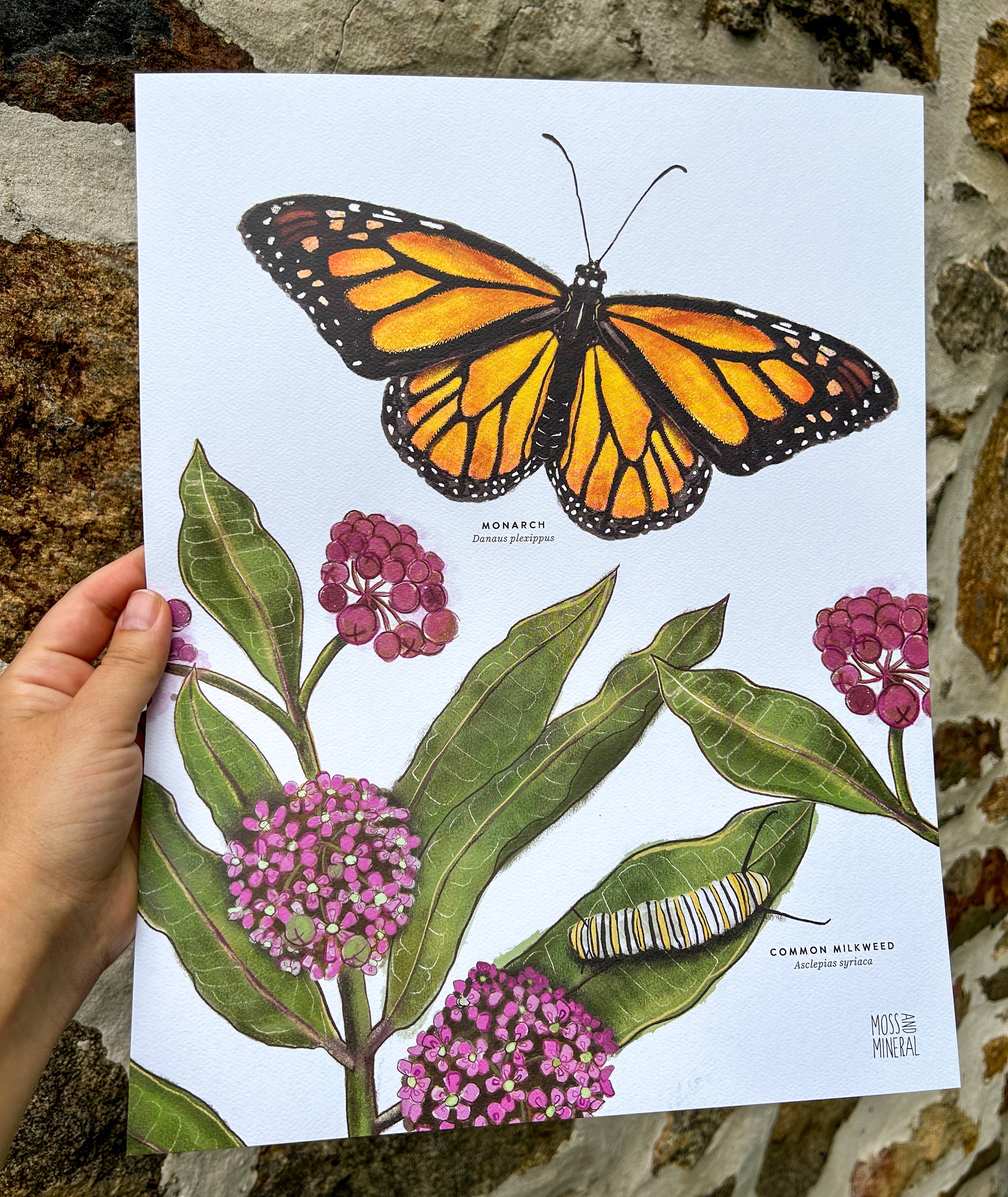 Moss and Mineral - Wholesale Art Print - Monarch and Milkweed Print, Botanical Illustration 3