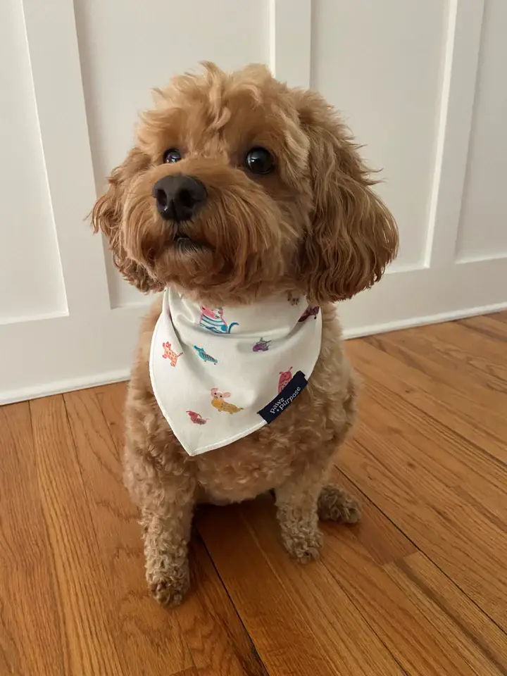 paws + purpose - Wholesale Pet Bandana - Dog - All About Dogs Bandana2