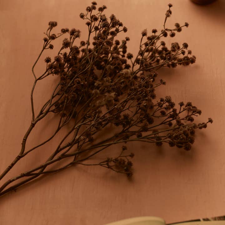 Dried Baby's Breath Branch (Gypsophila) for wholesale by Morel