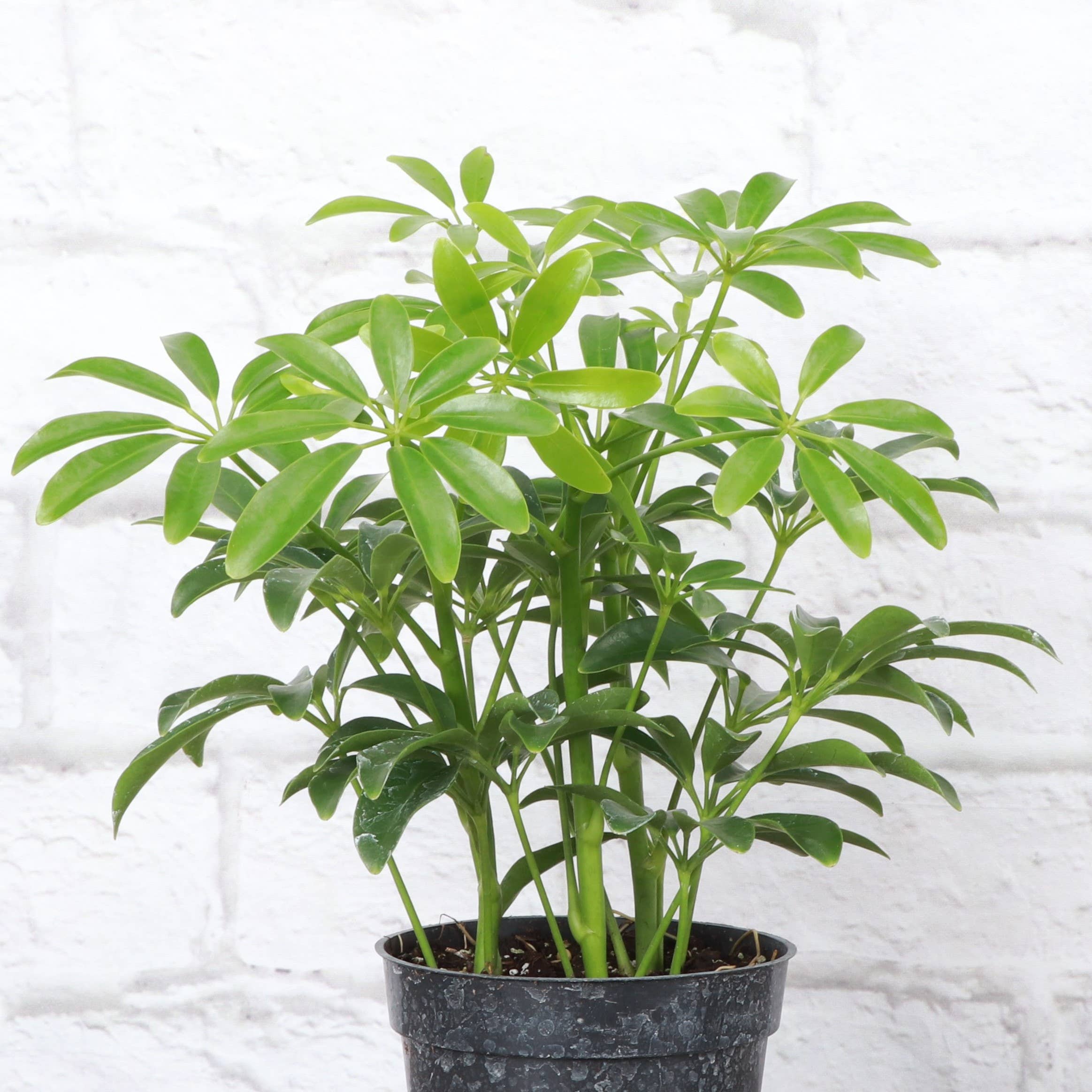Thorsen's Greenhouse - Wholesale Live Plant - Schefflera Arboricola -  Live Plant3