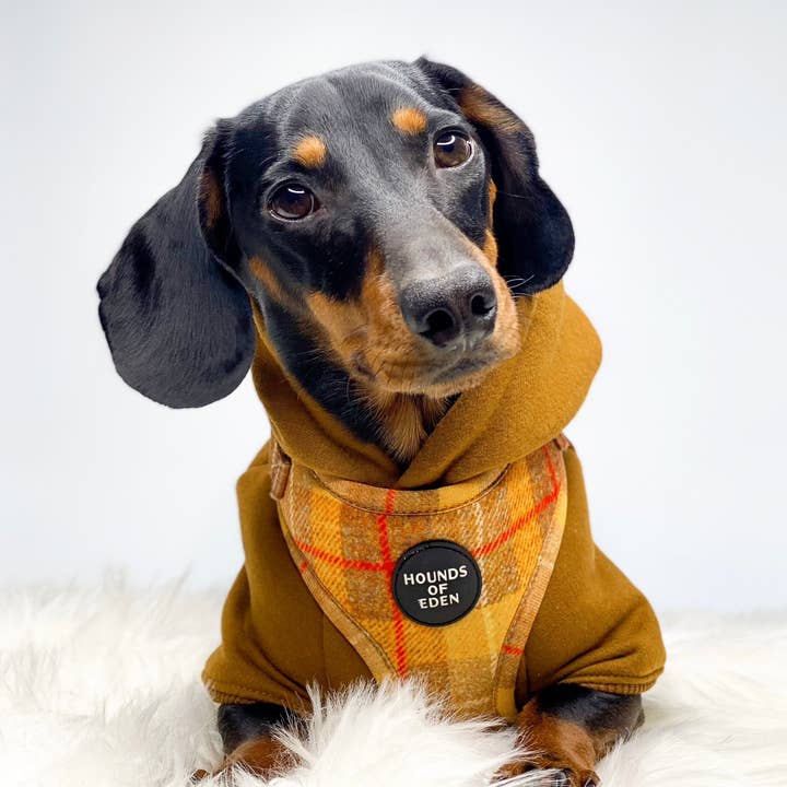 Hounds of Eden – wholesale Pet hoodie – Dog – Dog Hoodie - Purple20