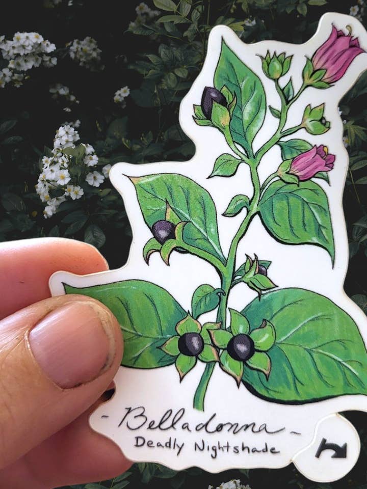 Belladonna Vinyl Sticker for wholesale by Wyrd & Witchy Art