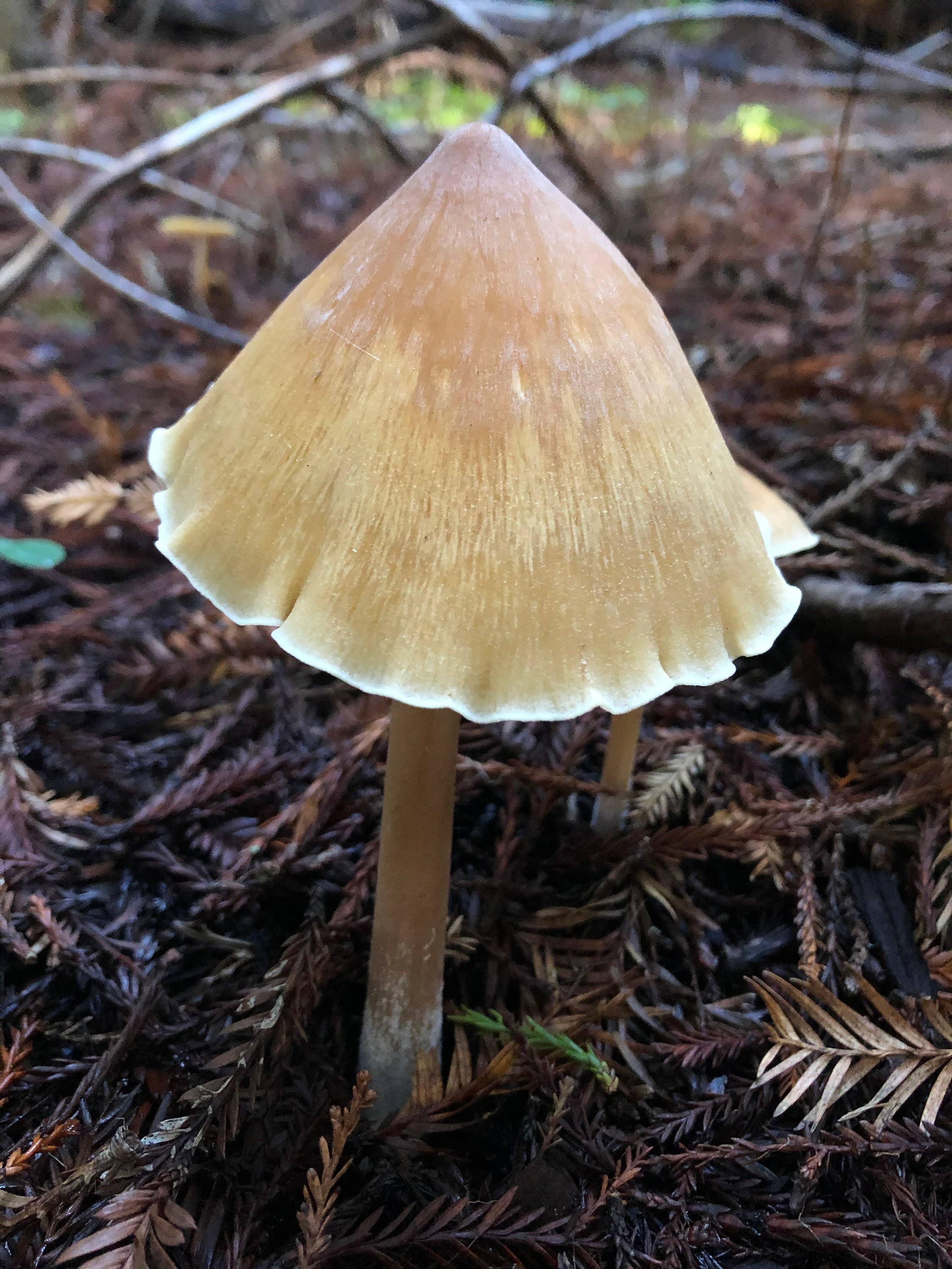 Stick Outside - Wholesale Sticker - California Redwood Rooter Mushroom Sticker2