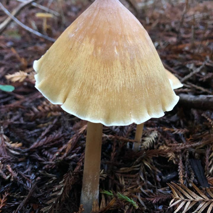 Stick Outside - Wholesale Sticker - California Redwood Rooter Mushroom Sticker2