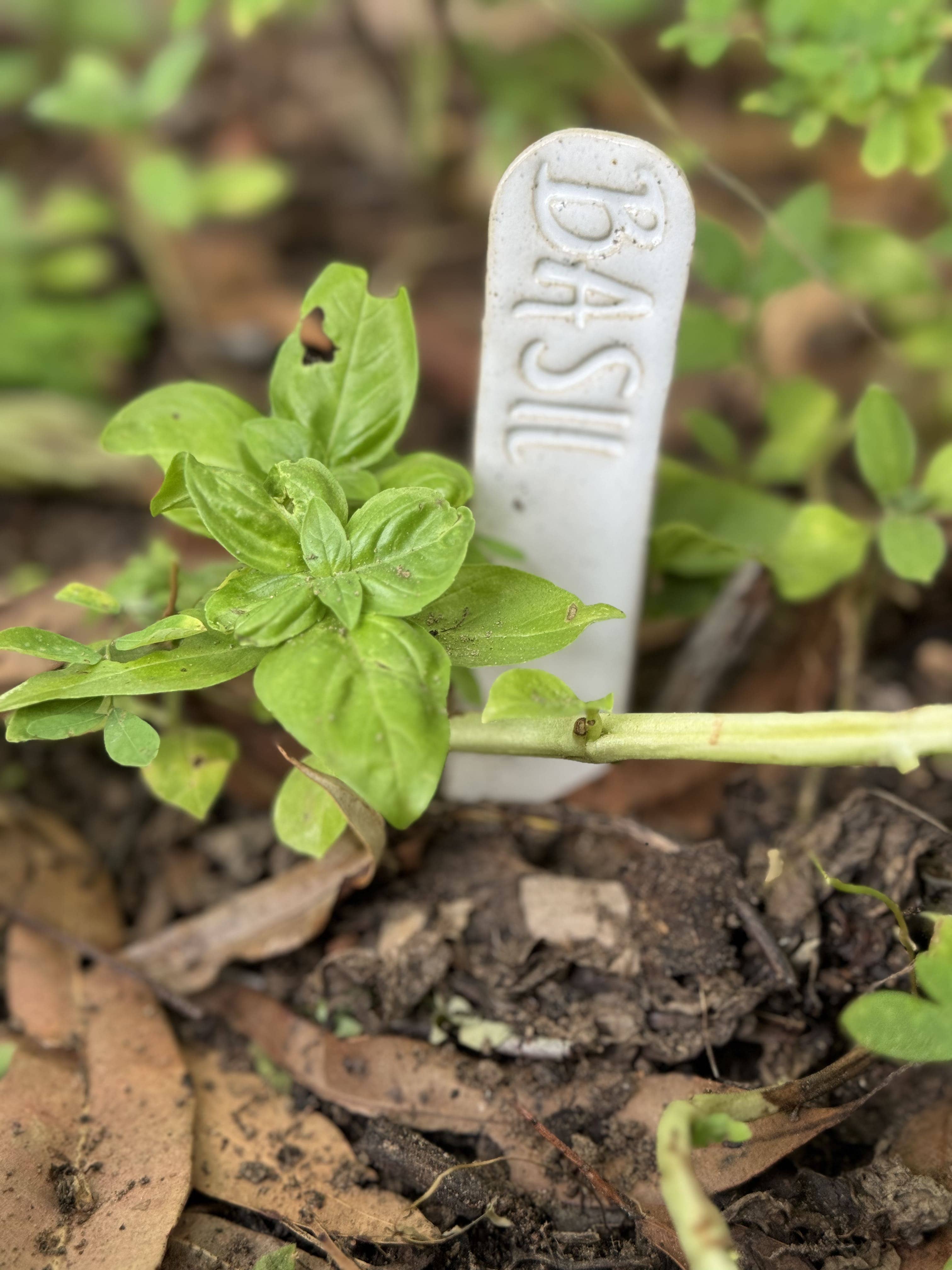 Wolf and Clay Pty Ltd - Wholesale Garden/Lawn Stake - Garden Name Stakes1