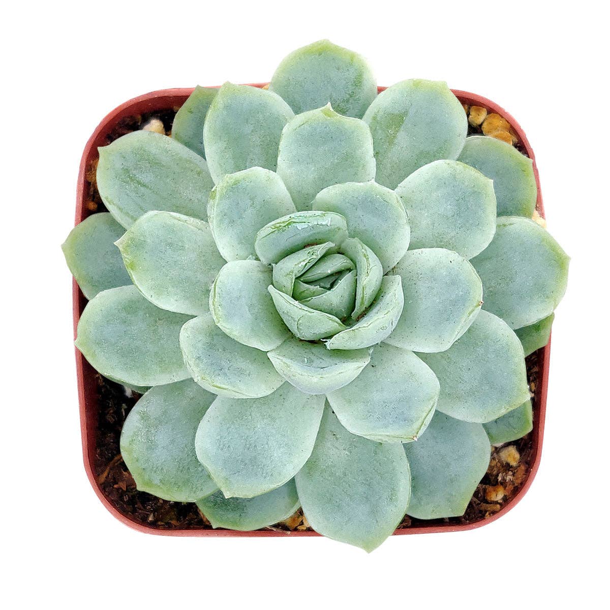 Best Plant Friend - Vente Succulentes - Echeveria Elegans Boule de Neige Mexicaine - Plantes Succulentes 2/4 pouces7