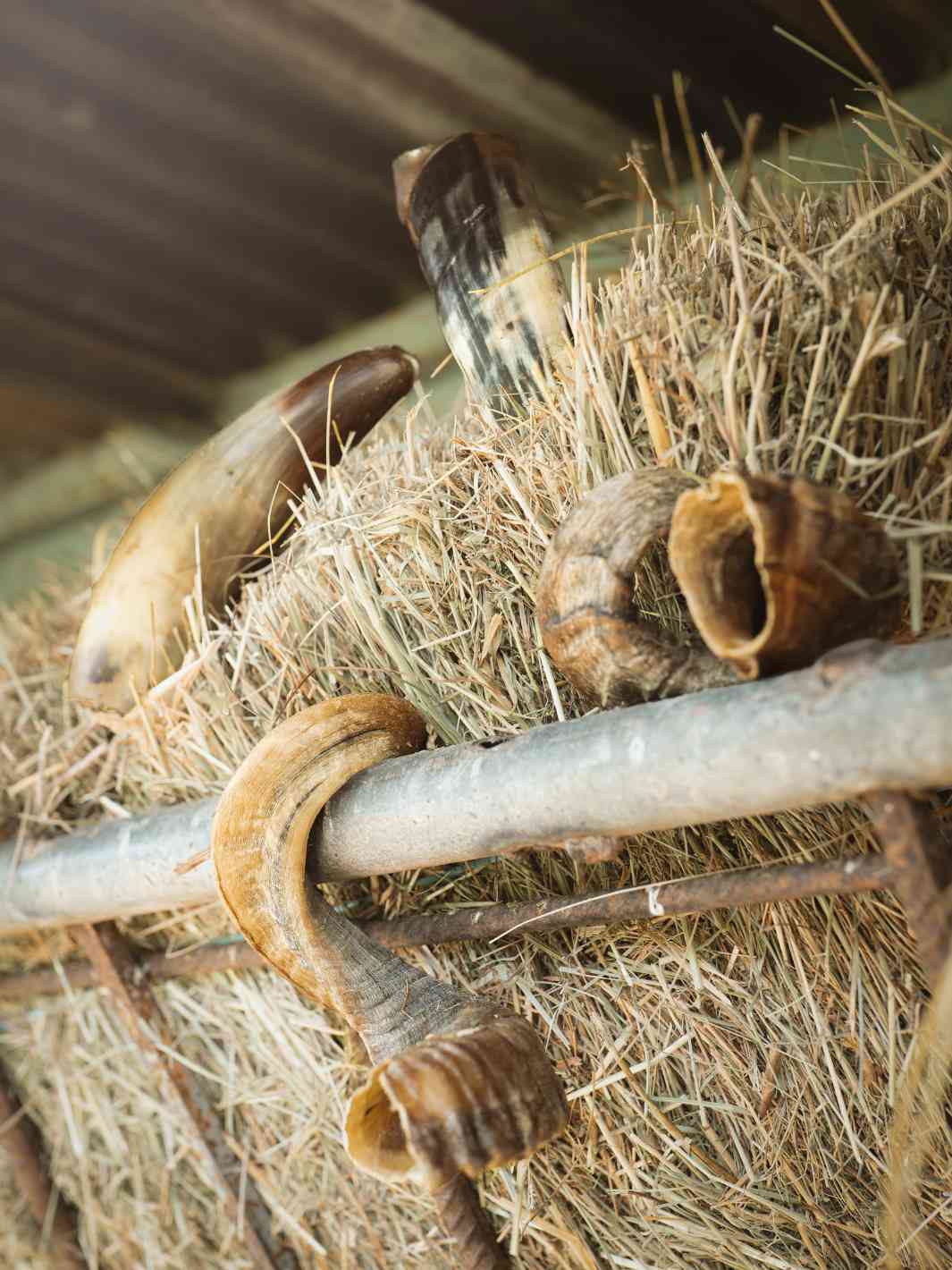 Truffe Délice - Wholesale Pet Chew Toy - Dog - Sheep horn3