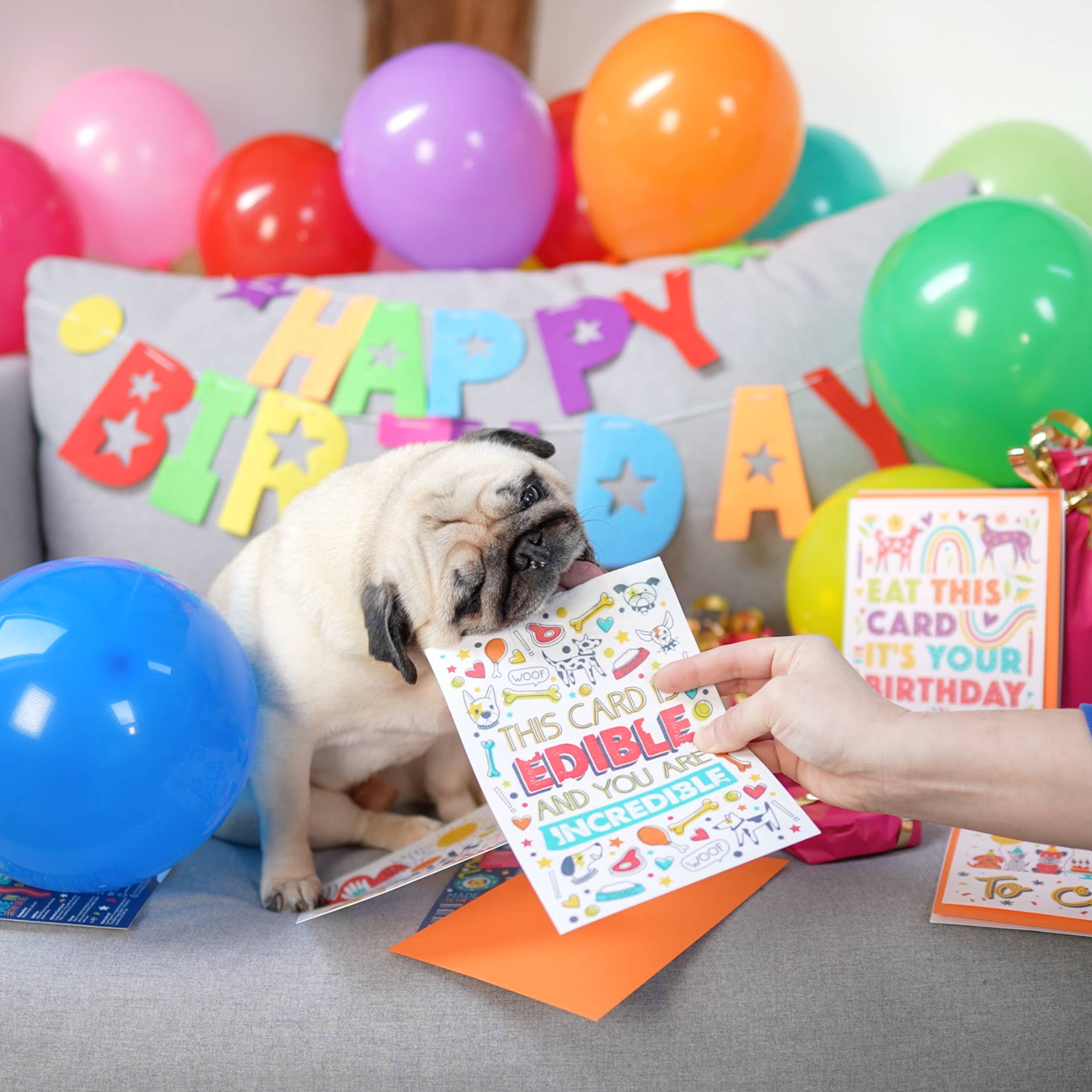 Scoff Paper - Vendita all'ingrosso Snack - Cani - Carte commestibili per cani + Penne con esposizione POS di Scoff Paper1