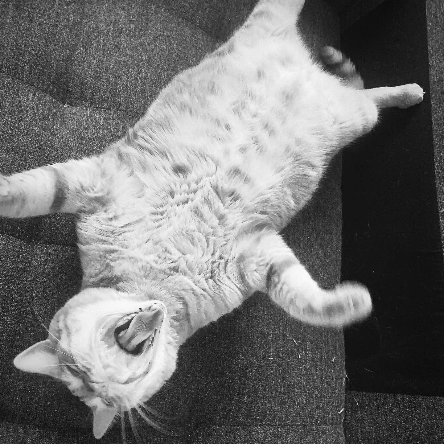 Ciao Gatto Cat Market - Wholesale Pet Toy - Cat - La Pasta Di Gatto Organic Catnip Wool Tortellini ~ BULK7