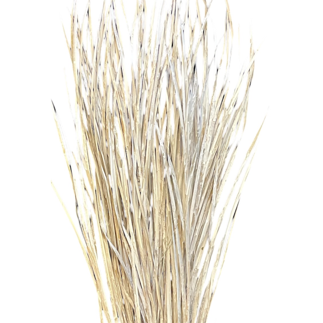 Botanico Ltd. - Vente Fleur séchée/pressée - Herbe Sauvage1