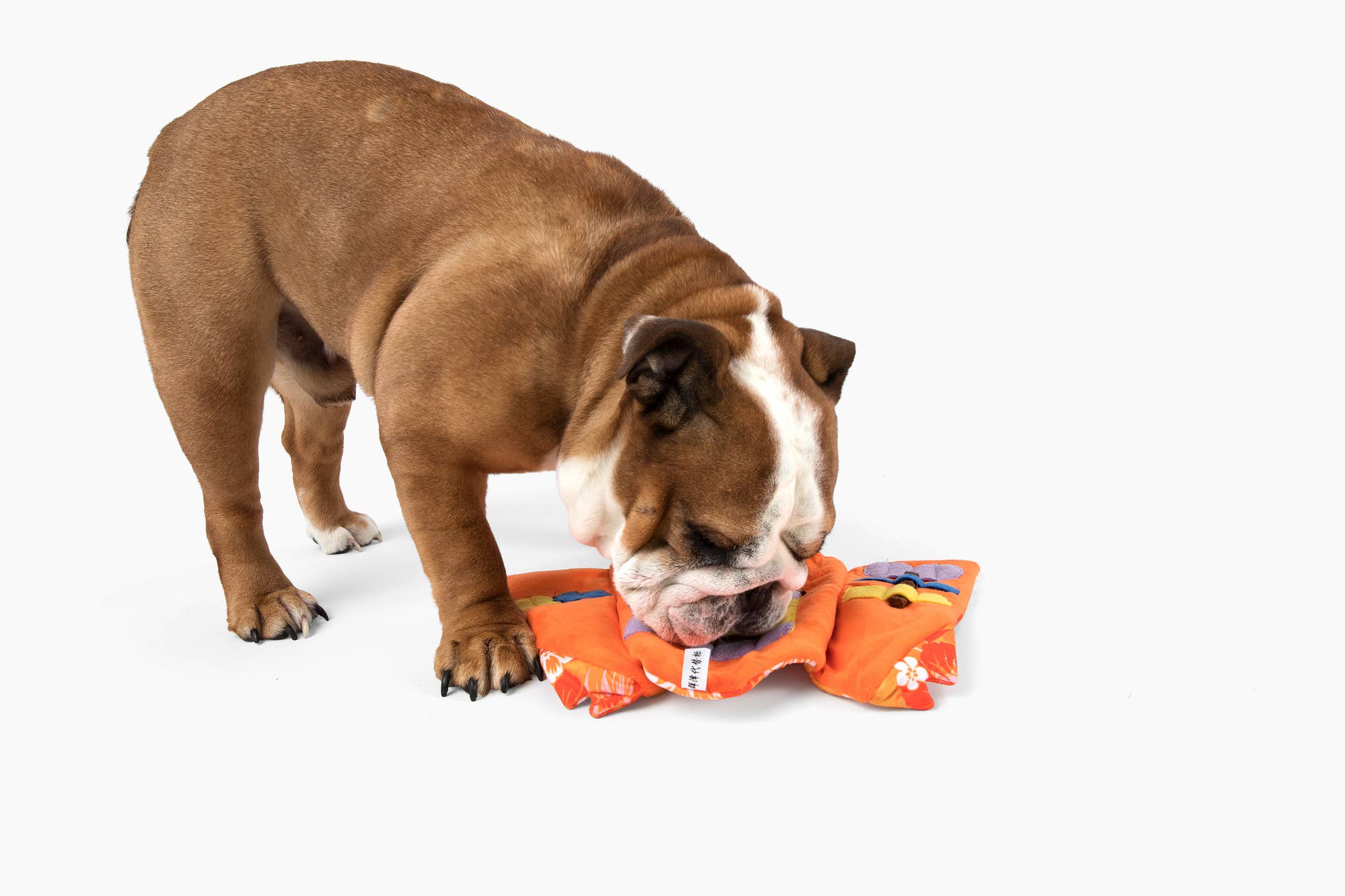 Come Here Buddy - Wholesale Pet Plush Toy - Dog - Aloha Nose Work Dog Toy / Snuffle Toy1