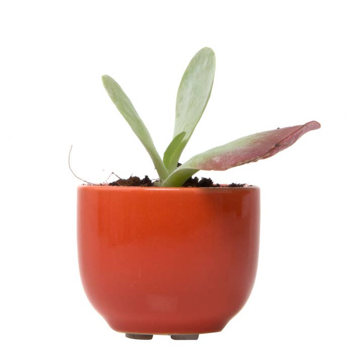 Succulent Containers Succulent Planters For Small Spaces for wholesale by Chive