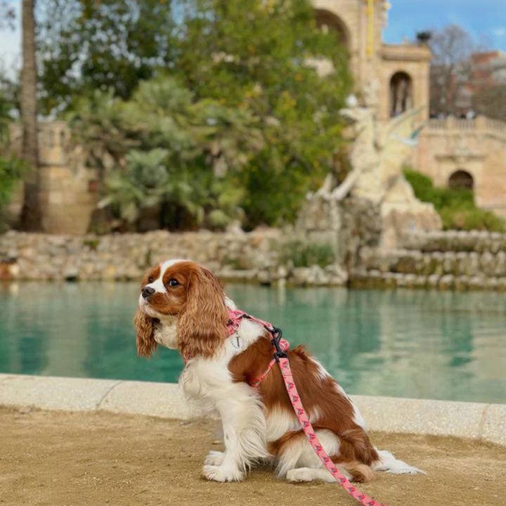 barkzie - Wholesale Pet Leash - Dog - Leash - Santa Fe1