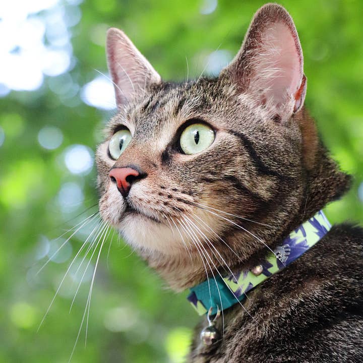 Kittyrama – Großhandel Haustierhalsband – Katze – KITTYRAMA BOTANICALS LOTUS KATZENHALSBAND — Schnellverschluss, abreißbar, hypoaller
