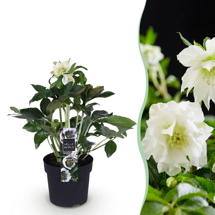 Rosa-de-natal Helleborus orientalis Double Ellen White – 14cm de altura aprox. 35cm – Sempre-verde e floresce no inverno – Flores brancas dobradas para canteiro, varanda, terraço – Planta perene de inverno de fácil manutenção por atacado de Oasis of Life