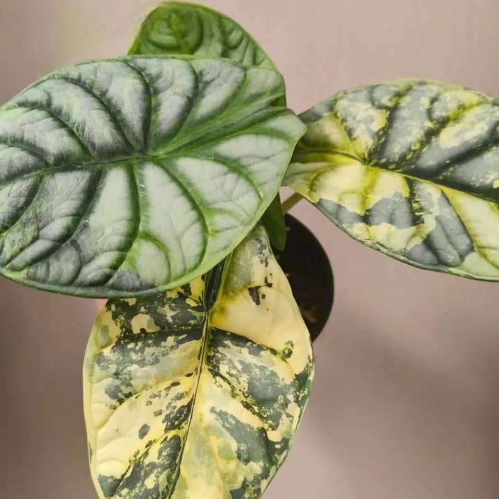 Alocasia baginda "Silver Dragon" "Aurea" TC Plantlet | Sällsynt krukväxt för wholesale av OrchidBox