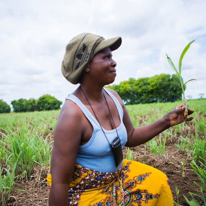 Zambeezi - Vente Assortiment de baumes à lèvres - Baume à Lèvres Variety Lot de 64