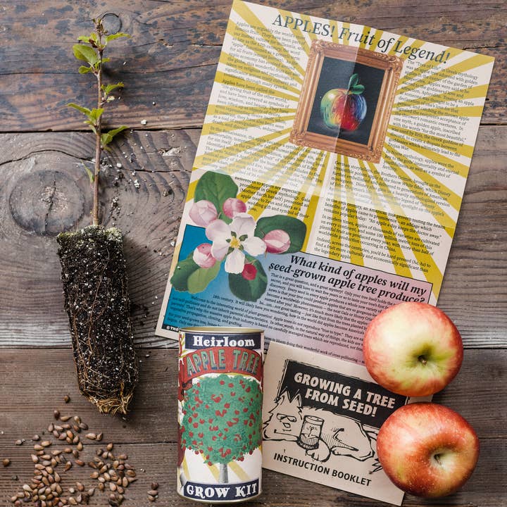 The Jonsteen Company - Wholesale Plant Seeds - Apple Tree | Seed Grow Kit2