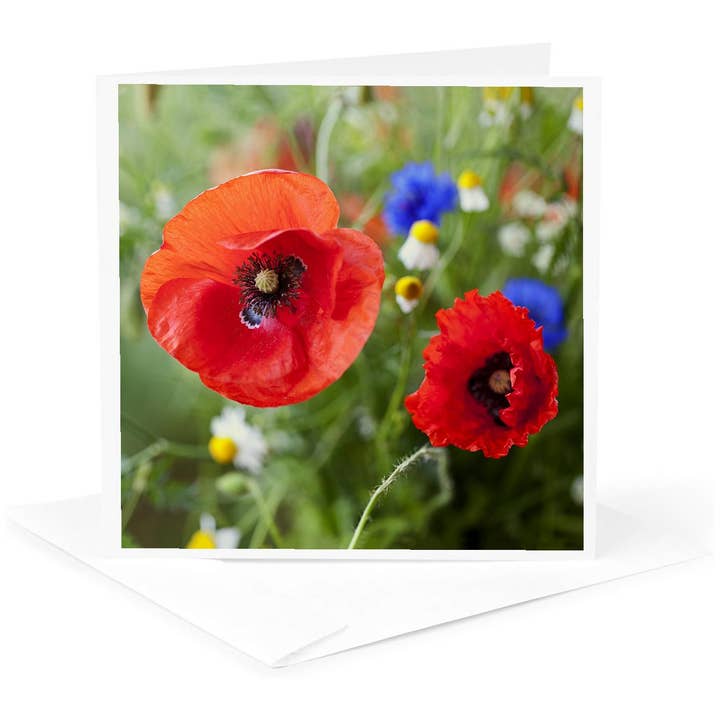 3dRose, Afbeelding van Klaproos van Dichtbij, Wenskaart voor wholesale door 3dRose