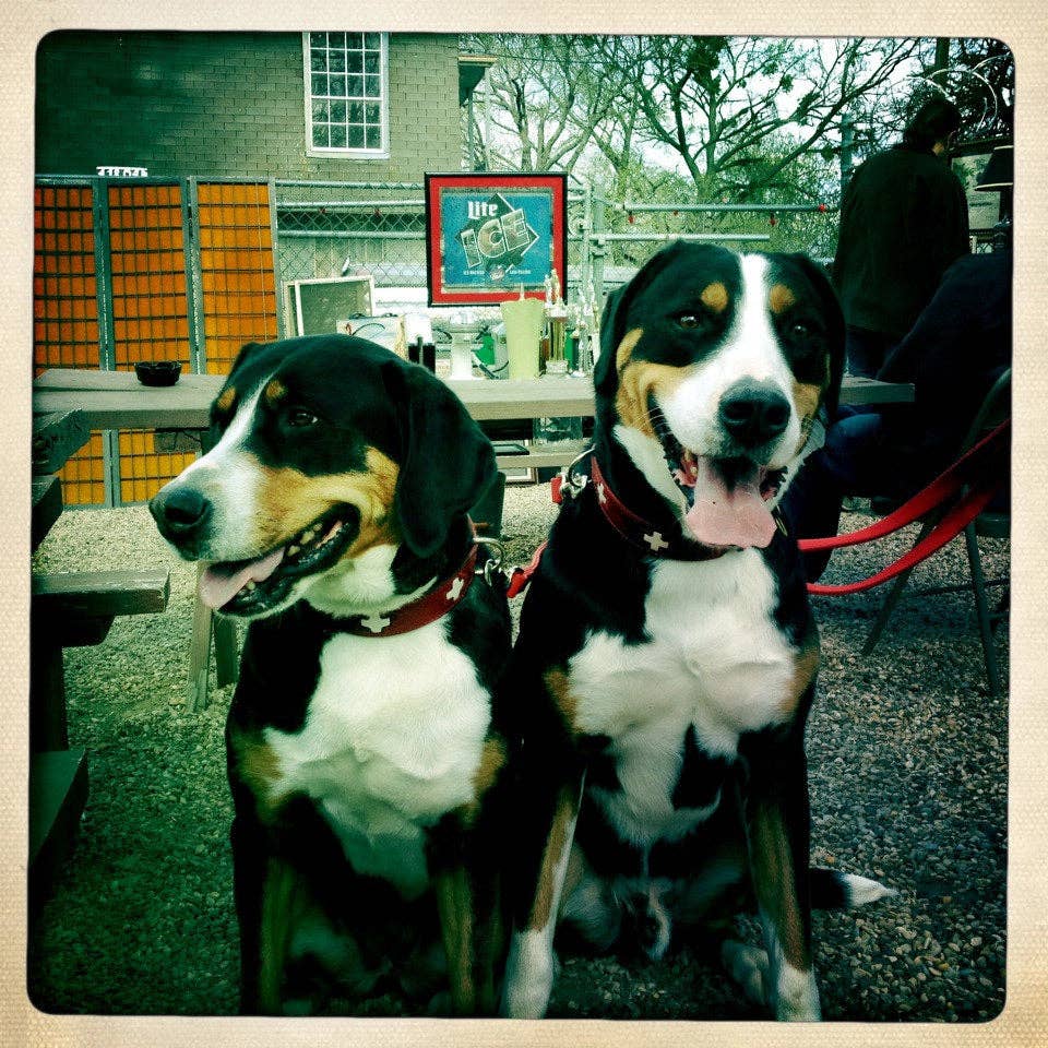 Alpen Schatz - Wholesale Pet Collar - Dog - Swiss Cross Collars17