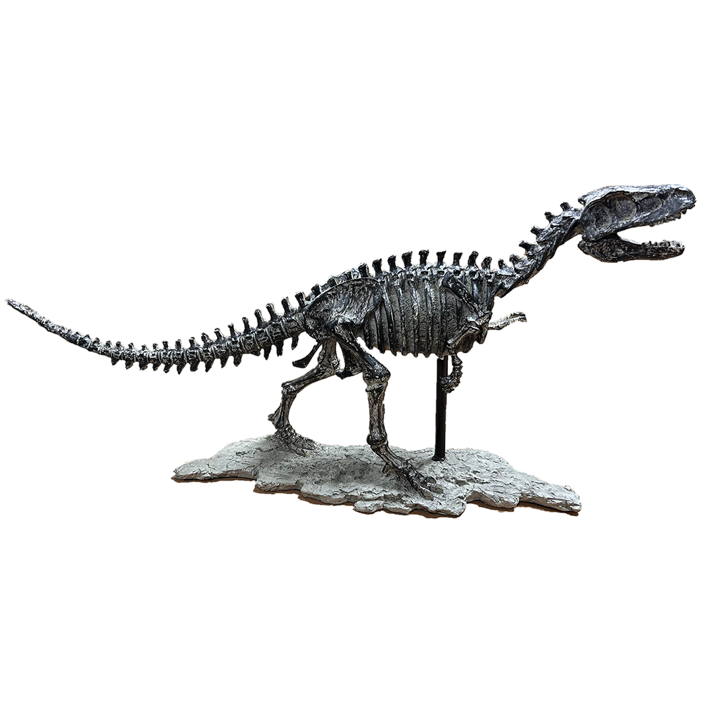 Texas Toy Distribution – wholesale Dekorativt bordsobjekt – T-Rex dinosaurieskelett Tyrannosaurus Rex gjuten modell0