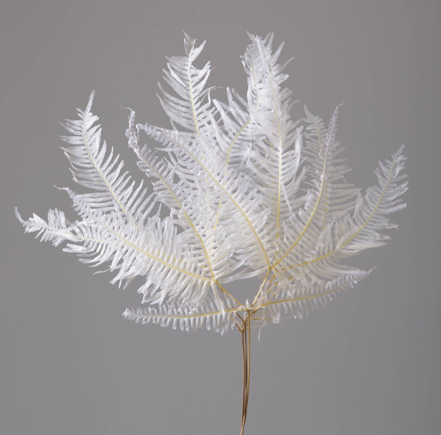 2626 Designs - Wholesale Dried/pressed flowers - Dried Preserved Mountain Fern | Realistic & Lasting Decor3