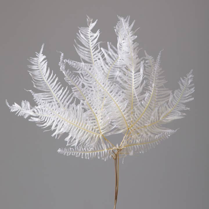 2626 Designs - Wholesale Dried/Pressed Flowers - Dried Preserved Mountain Fern | Realistic & Lasting Decor3