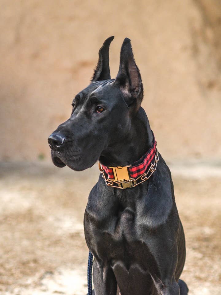 De Buffalo 1,5 inch geruite kraag met matgouden accenten voor wholesale door Kendall Wags