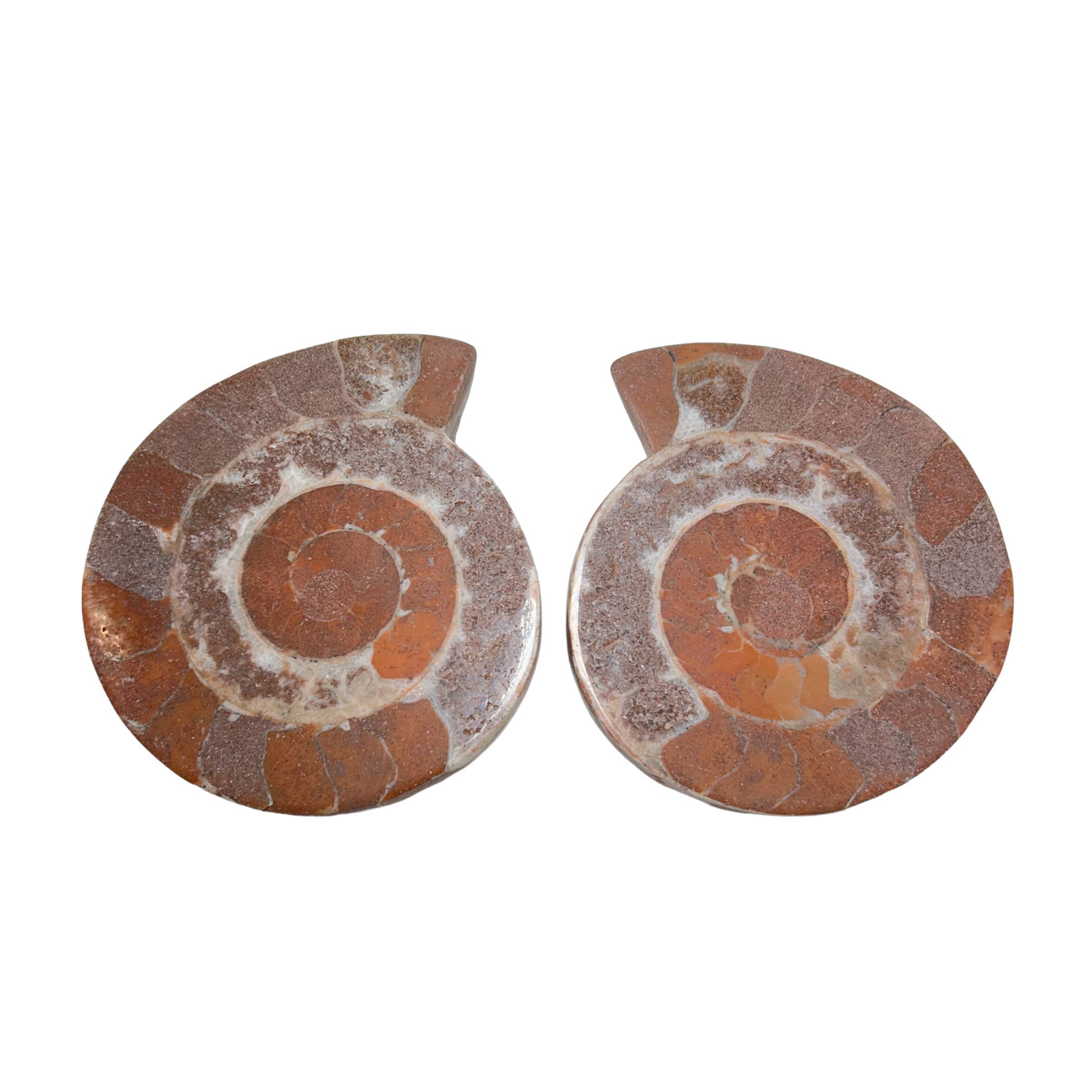 Quasar Gems USA - Wholesale Spiritual Stone/Crystal - Ammonite Pairs (Indonesia)2