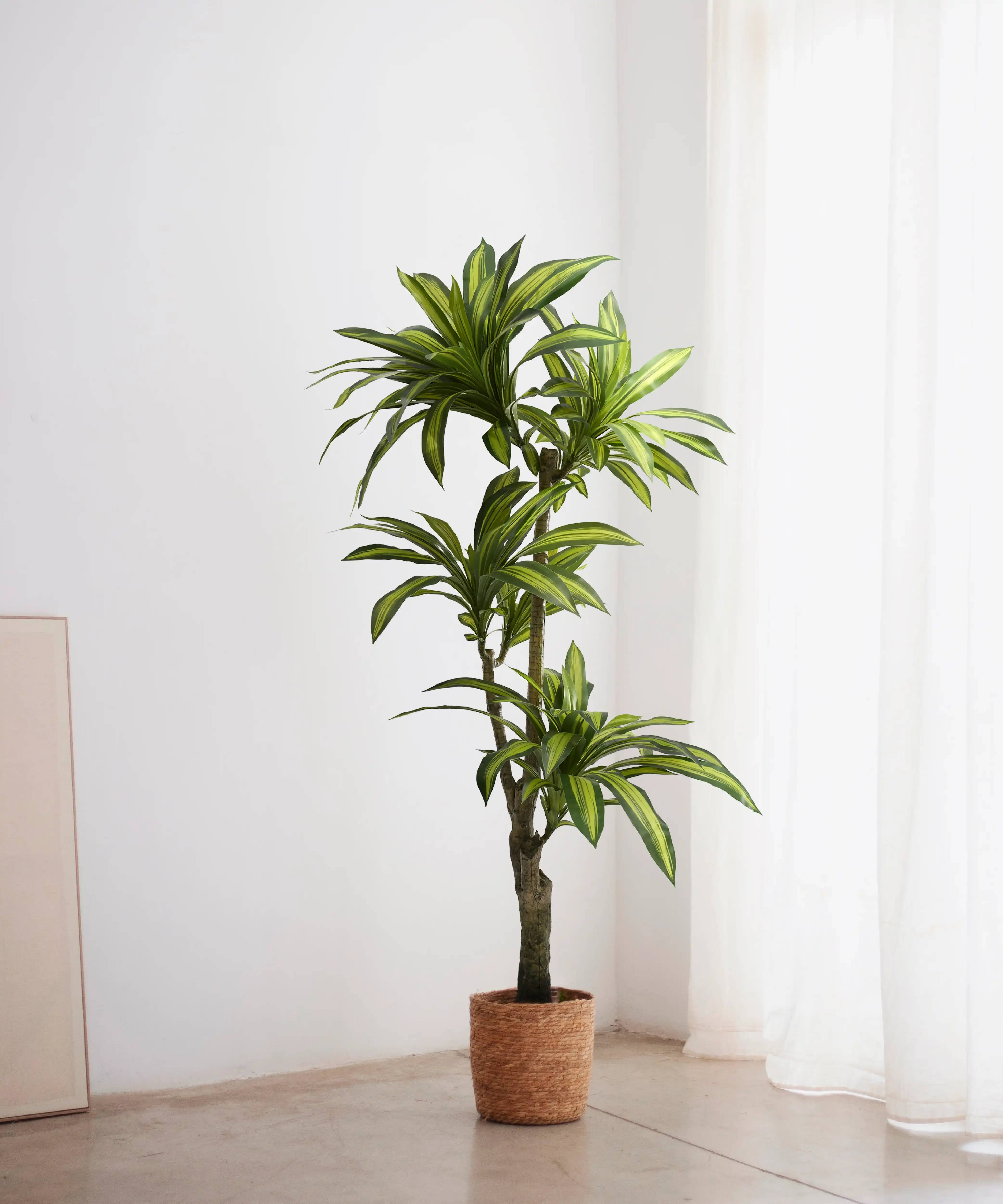 Maia Shop: No Duties for the US - Wholesale Artificial Plant - 5.6' Artificial Dracaena Tree