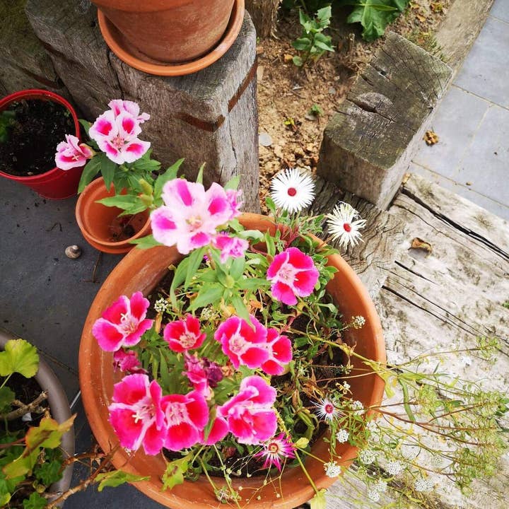 Les cartes de Lulu - Wholesale Christmas Card - Seeded planting card “Best Christmas tree wishes”1