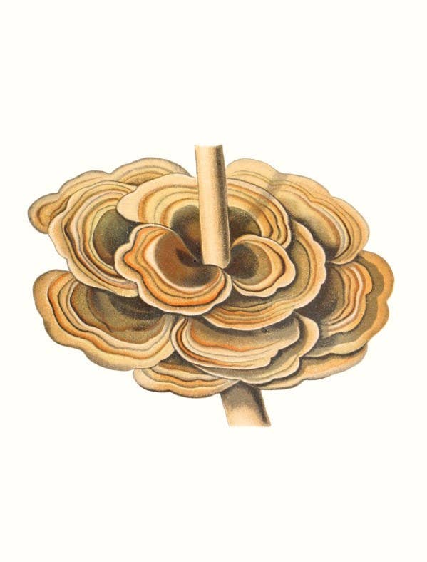 W. W. Norton - Wholesale Nature & Outdoors - Mushrooms12