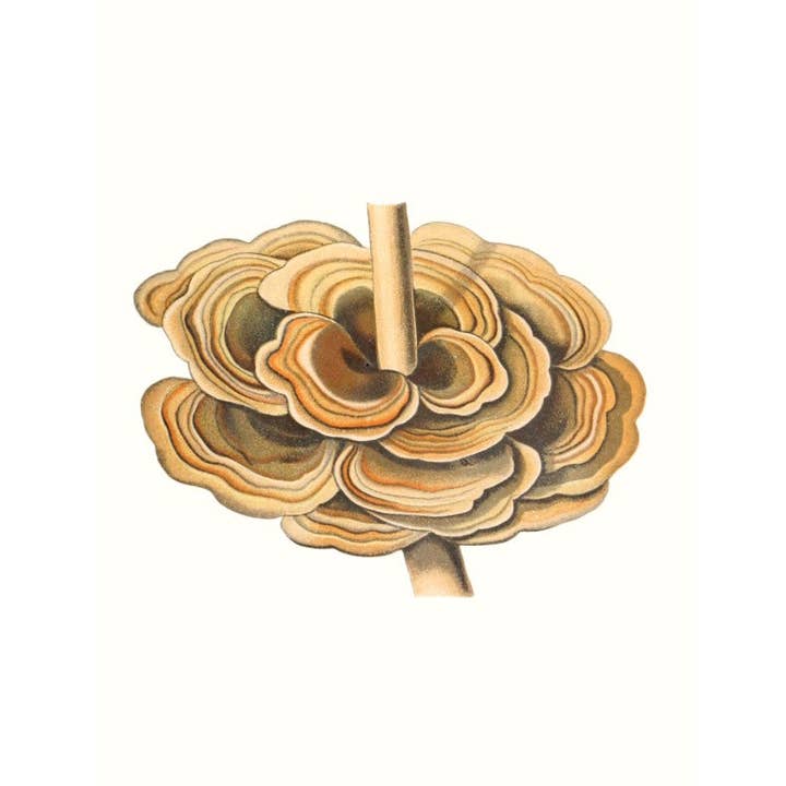 W. W. Norton - Wholesale Nature & Outdoors - Mushrooms12