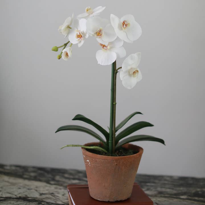 Künstliche Orchidee im Terrakottatopf 19" und andere Ergebnisse für prestige töpfe im Großhandel. Kostenlose Rücksendungen und 60-Tage-Zahlungsziel auf Faire im Trend auf Faire.