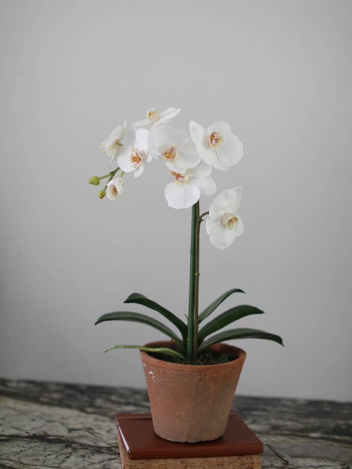 Faux Orchid in Terracotta Pot 19" for wholesale by Prestige Botanicals