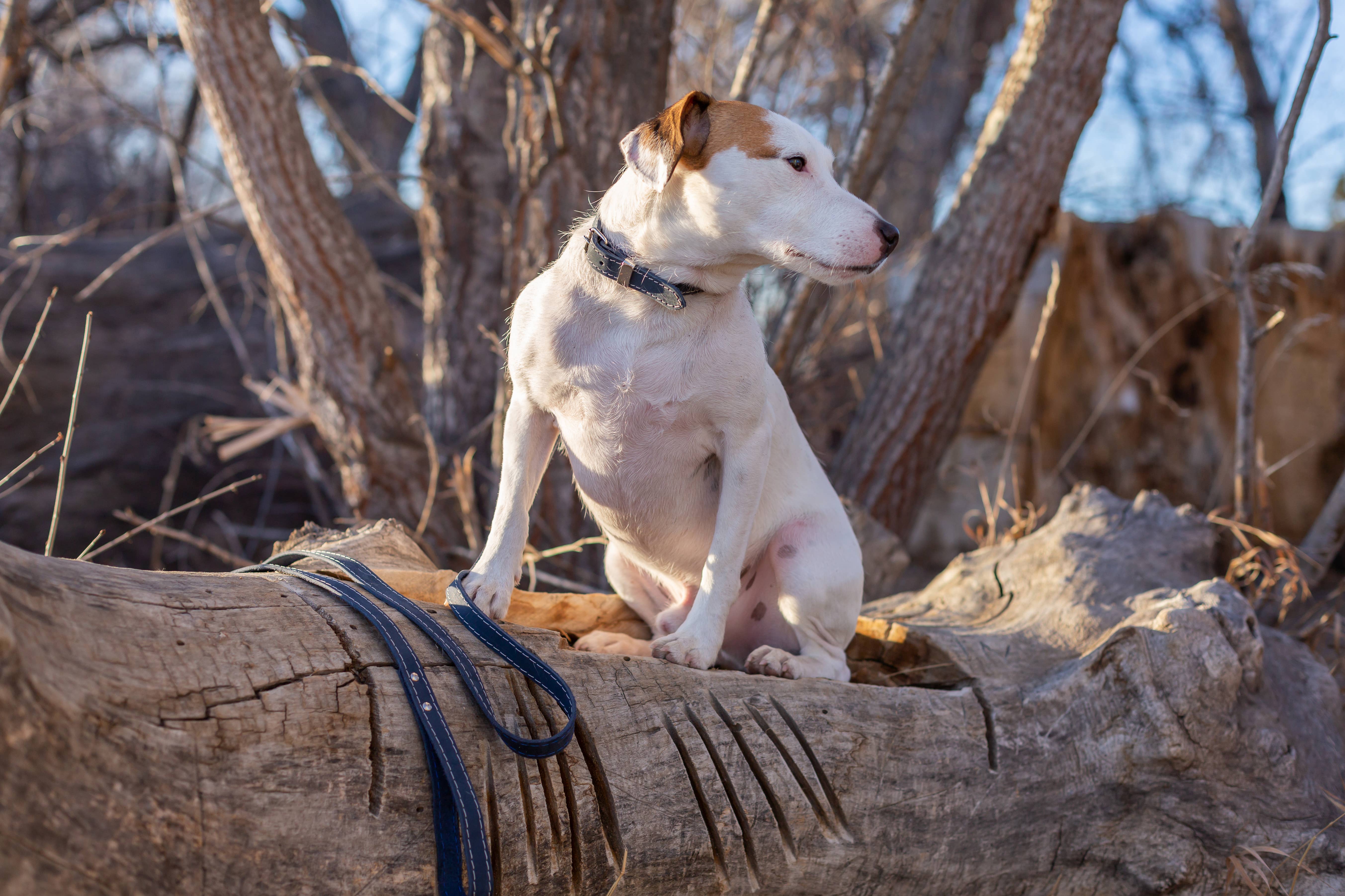 Euro-Dog Collars and Leads – coleira - Cão por atacado – Coleira de Couro para Cão Macia Estilo Tradicional de Caça Aço4