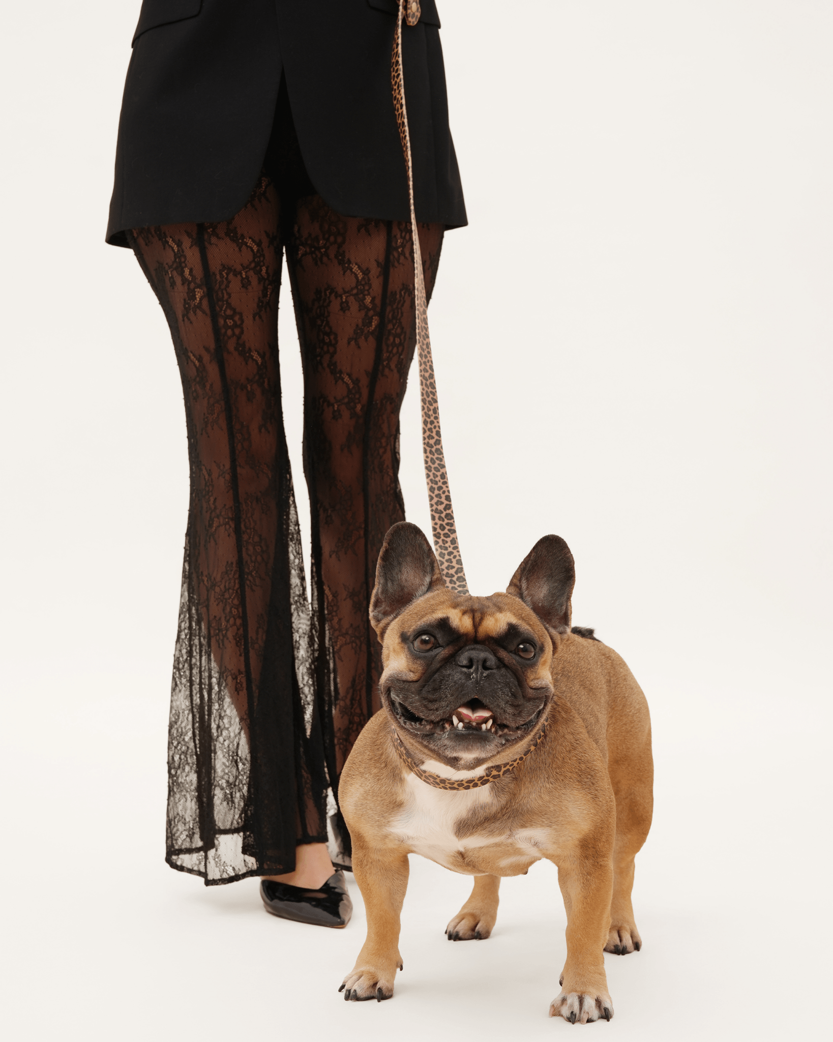 Wander! Waterproof Collar Leopard for wholesale on Faire2