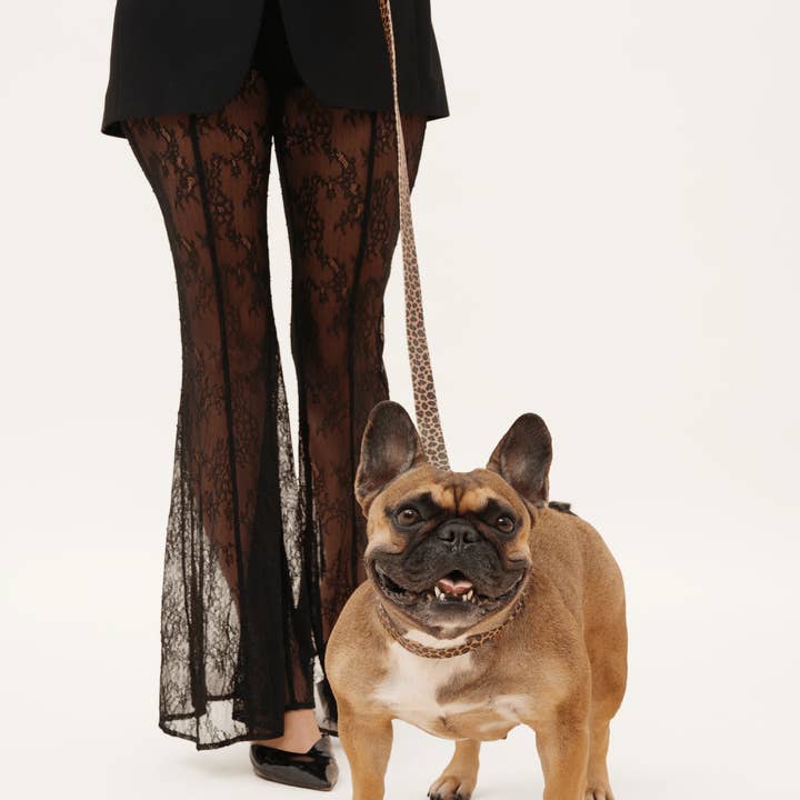 Wander! Waterproof Collar Leopard for wholesale on Faire2