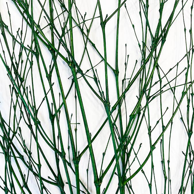 Bamboo Spray Pack of 6 Branches 28in Green for wholesale by TF Publishing - Paper Goods