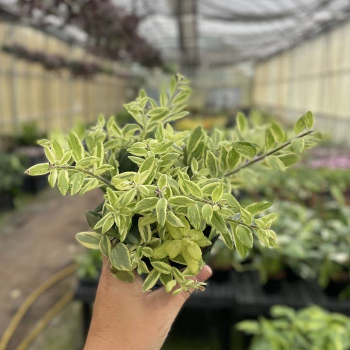 Thorsen's Greenhouse - Wholesale Live Plant - Lipstick 'Bolero Bicolor' Plant - 4" Live Plant