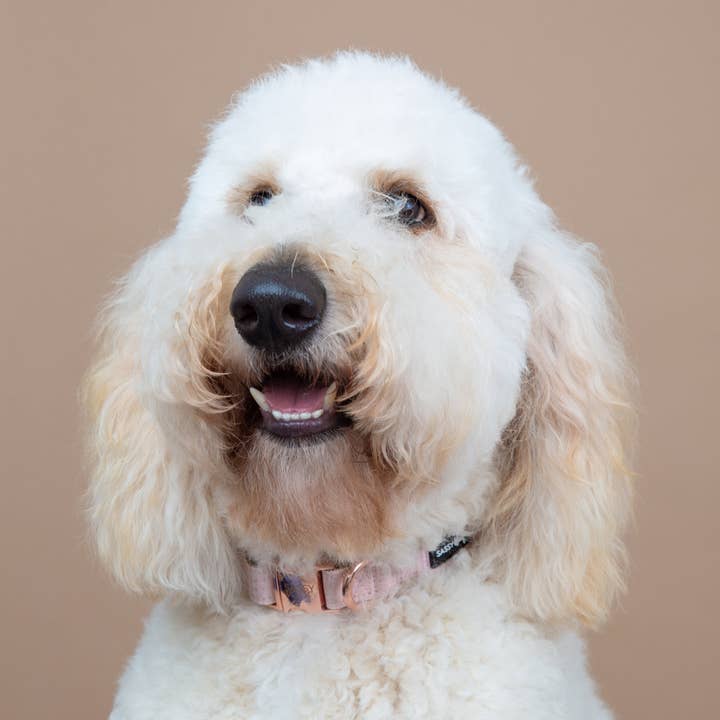 SASSY WOOF - Wholesale Pet Collar - Dog - Dog Collar - Pinot6