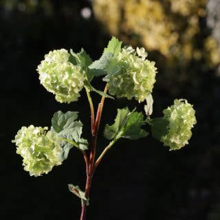 Mezu Silk Flowers - Wholesale Artificial Flowers - Artificial Pale Green Viburnum