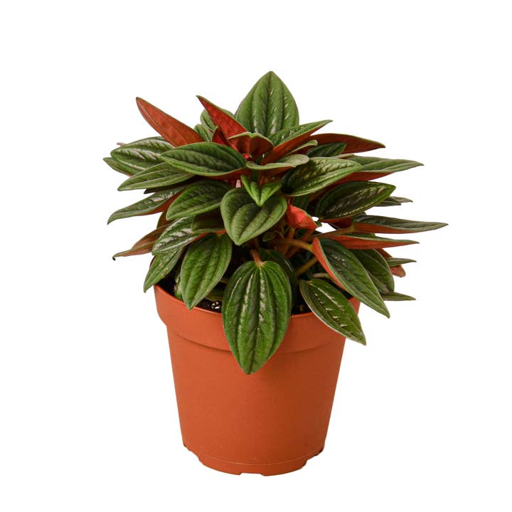 House Plant Wholesale - Wholesale Live Plant - PEPEROMIA ROSSO 4-inch
