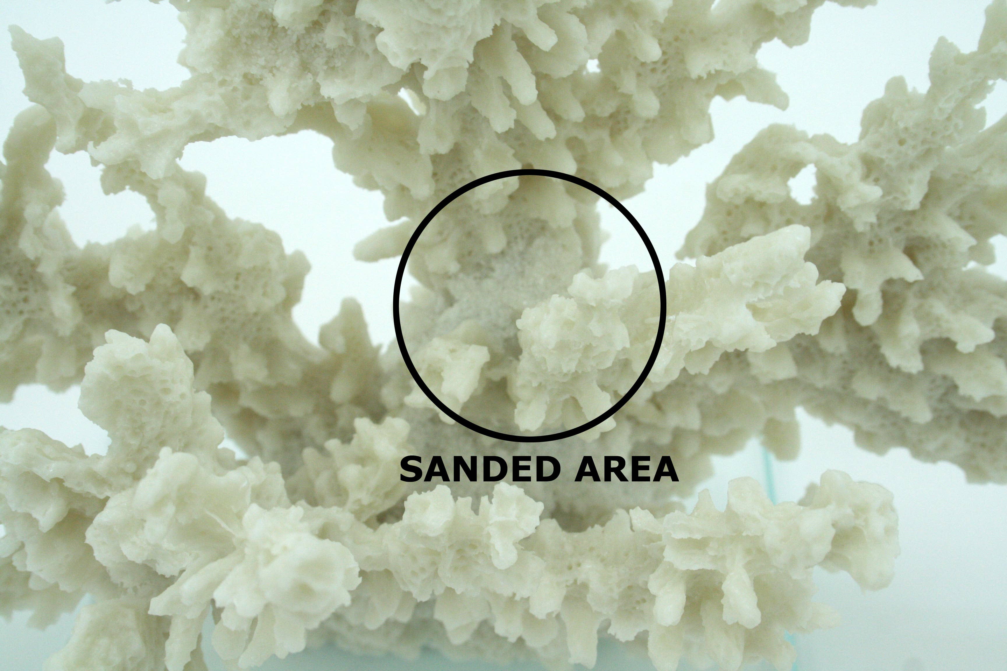 Modern Coastal by Contrast Inc. - Wholesale Decorative Tabletop Object - Ivory Tort Coral with Glass Base 3