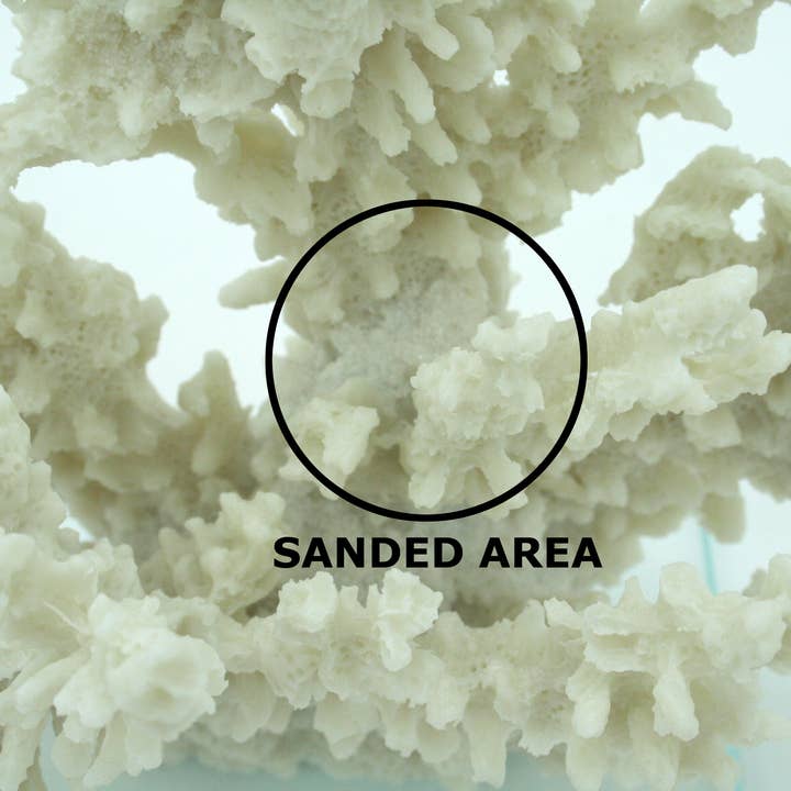 Modern Coastal by Contrast Inc. - Wholesale Decorative Tabletop Object - Ivory Tort Coral with Glass Base 3